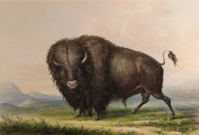 buffalo illustration by Catlin