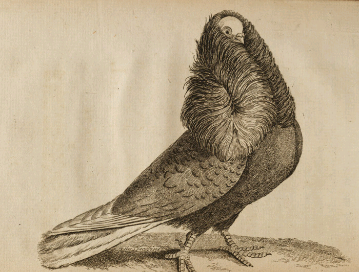 Book of Pigeons (1765).