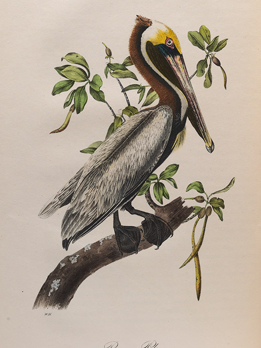 illustration of pelican from Birds of America