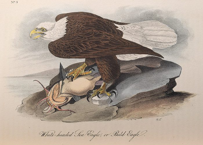illustration of bald eagle from Audubon's Birds of America