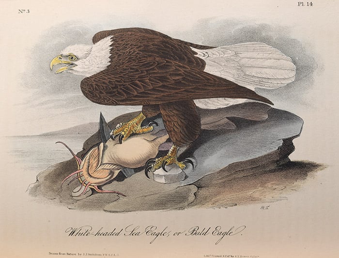 illustration of bald eagle from Audubon's Birds of America