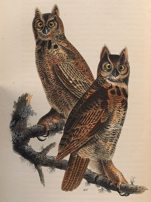 illustration of owls