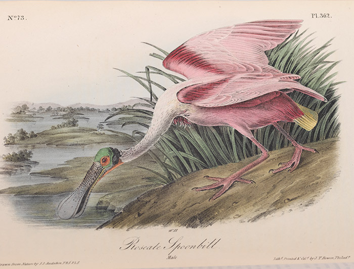 illustration of a spoonbill from audubon's birds of america