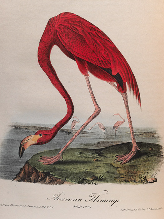 illustration of an american flamingo