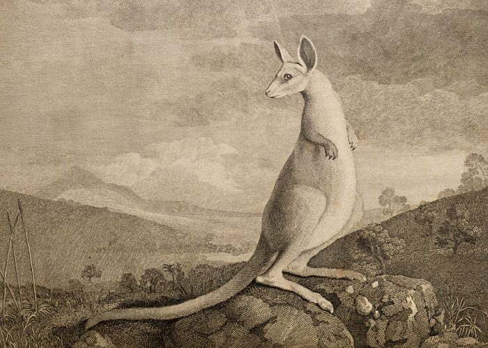 illustration of kangaroo from Cook's voyages