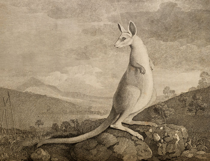 illustration of kangaroo from Cook's voyages