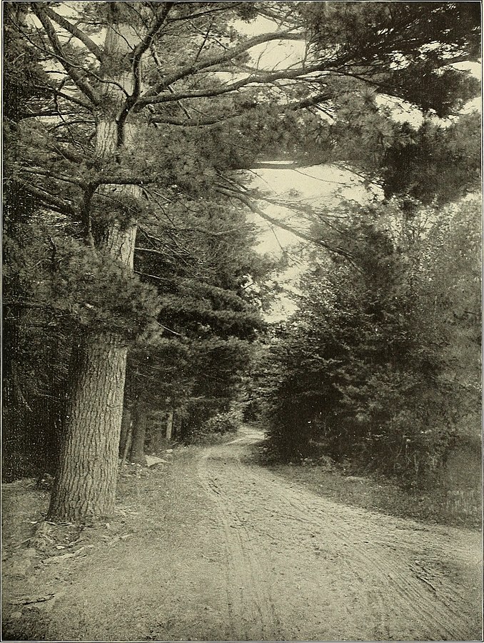 A 19th-Century New York Forest Preserve