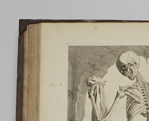 A close up of this engraving with visible plate marks at the border.
From the 1737 second edition of William Cowper’s Anatomy of Humane Bodies.